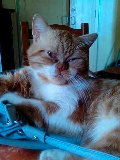 Garfield