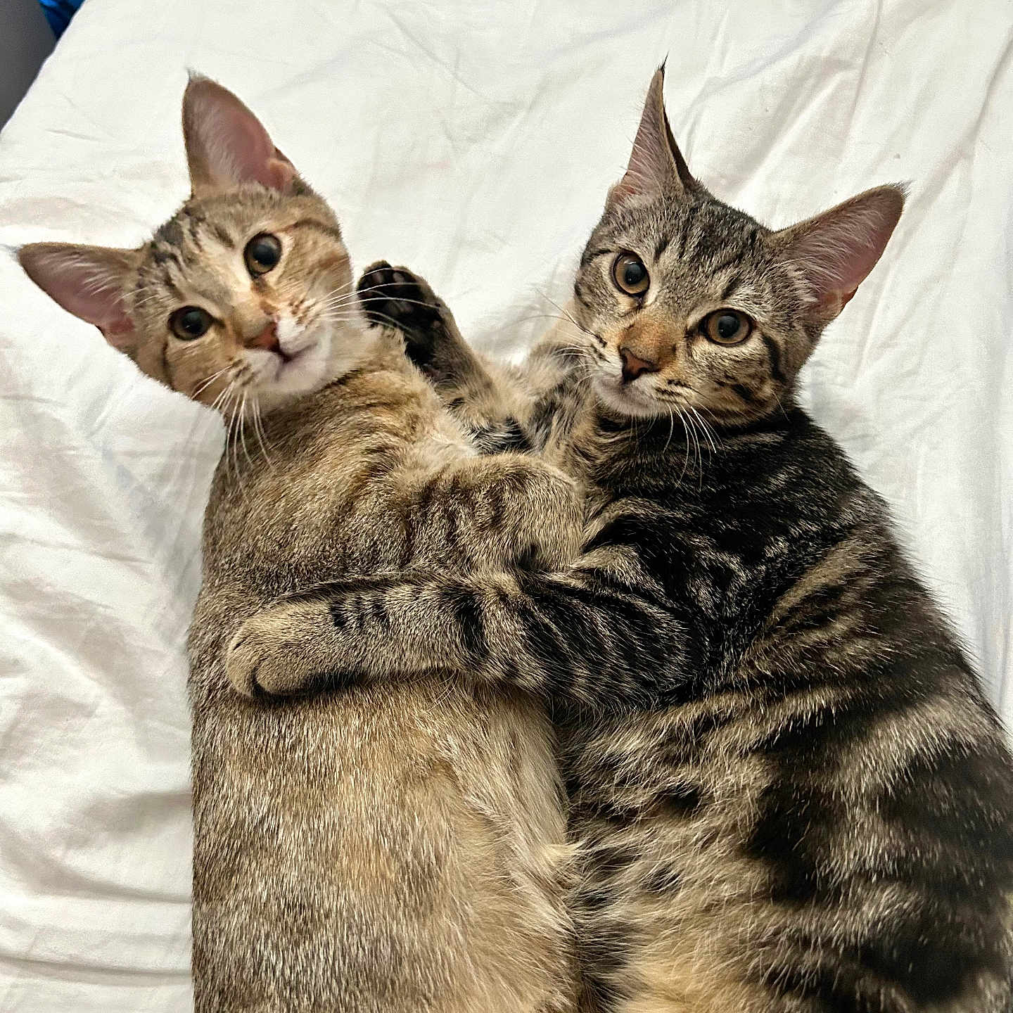 Cookie And Loki joined the competition — help win amazing prizes! animal, bed, cat, close_up, companions, cozy, cuddling, curious, cute, ears, feline, fur, indoor, looking_at_camera, pets, resting, tabby_cat, two_animals, whiskers, white_bed_sheet