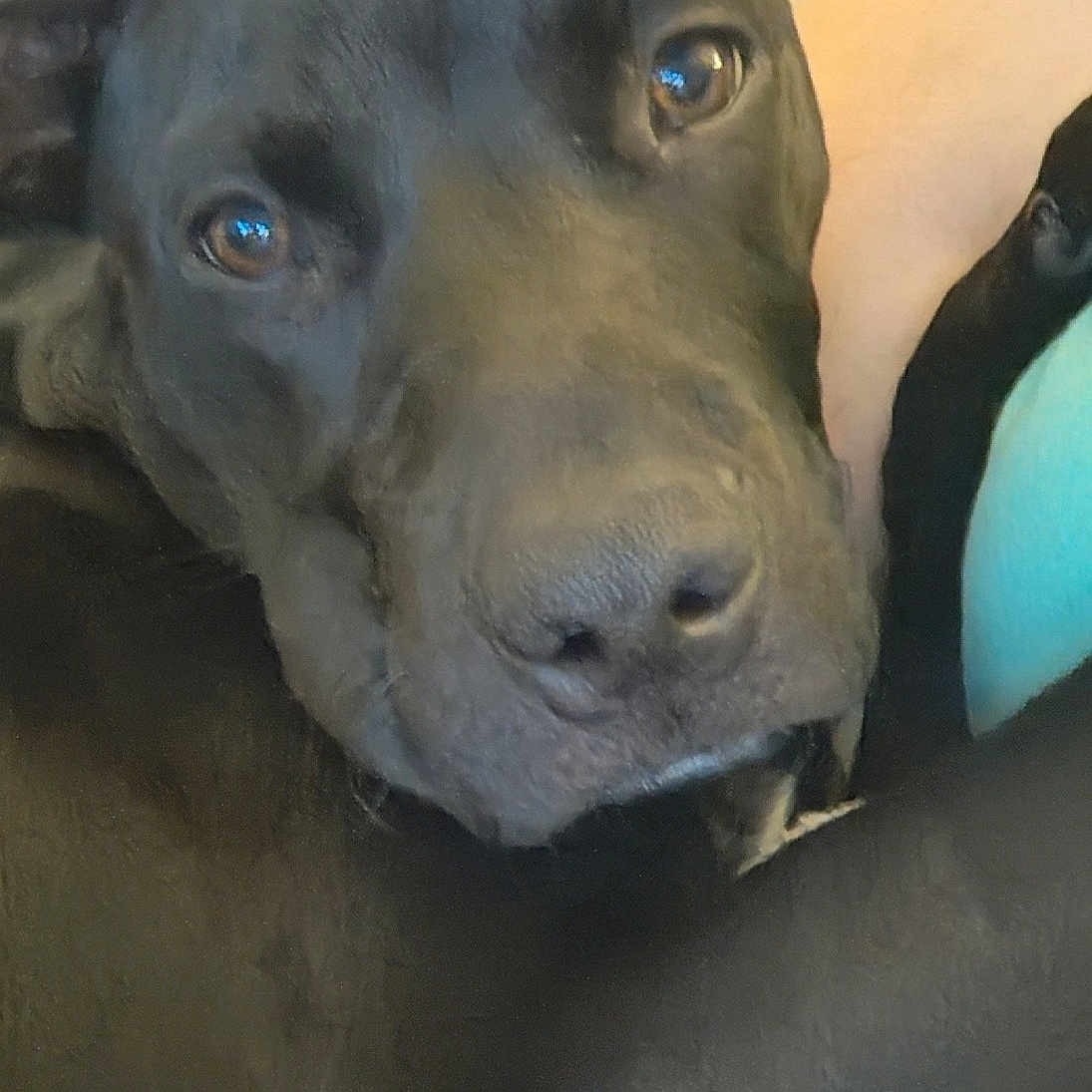 Harley is registered to the contest to win money with this photo: animal, animal_portrait, black_dog, canine, close_up, companion, cute, dog, domestic_animal, ears, eyes, face, friend, fur, indoors, pet, portrait, relaxed, resting, snout