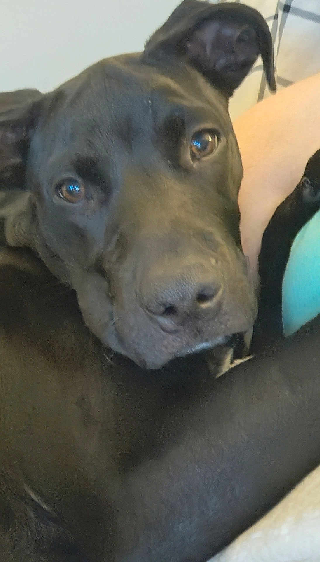 Harley is registered to the contest to win money with this photo: dog, black_dog, close_up, pet, resting, canine, animal, face, fur, portrait, companion, domestic_animal, cute, relaxed, indoors, friend, snout, ears, eyes, animal_portrait