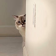 Tevo is registered to the contest to win money with this photo: animal, cat, corner, curious, cute, domestic, expression, eyes, feline, floor, fluffy, home, indoor, nose, peeking, pet, soft_light, tile, wall, whiskers