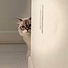 animal, cat, corner, curious, cute, domestic, expression, eyes, feline, floor, fluffy, home, indoor, nose, peeking, pet, soft_light, tile, wall, whiskers