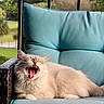 Tevo joined the competition — help win amazing prizes! animal, cat, chair, cozy, cute, fluffy, fur, furniture, greenery, home, mouth_open, outdoor, paw, pet, relaxing, resting, sunlight, turquoise, whiskers, yawning