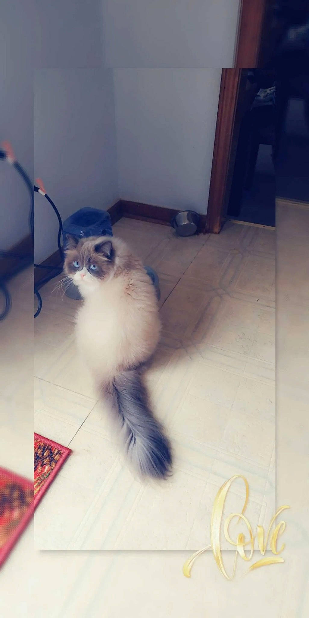 Brittle is registered to the contest to win money with this photo: balinese, birman, carnivore, cat, companion_dog, domestic_short_haired_cat, eyewear, fawn, felidae, floor, flooring, fur, hardwood, paw, small_to_medium_sized_cats, snout, tail, terrestrial_animal, whiskers, wood