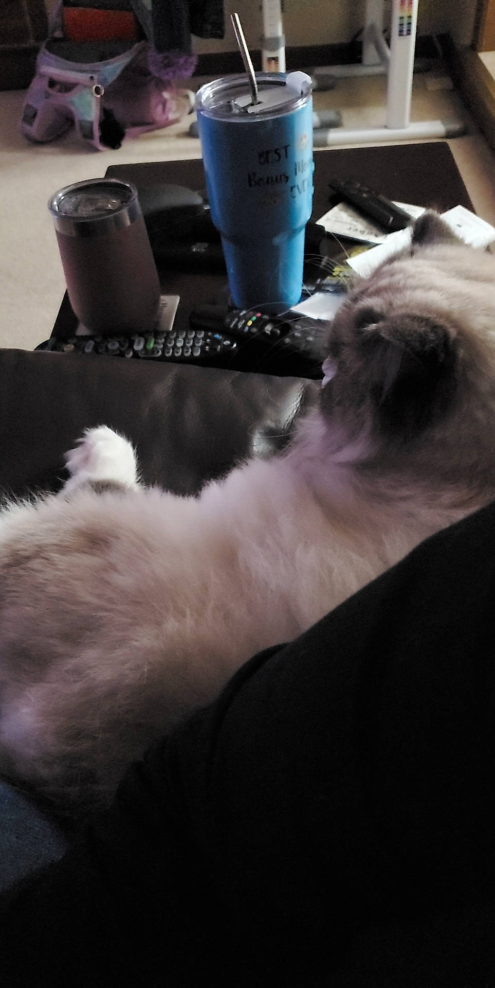 Brittle is registered to the contest to win money with this photo: carnivore, cat, coffee_cup, comfort, companion_dog, cup, dog_breed, drinkware, felidae, fur, mammal, paw, plastic_bottle, small_to_medium_sized_cats, snout, table, tableware, tail, water_bottle, whiskers