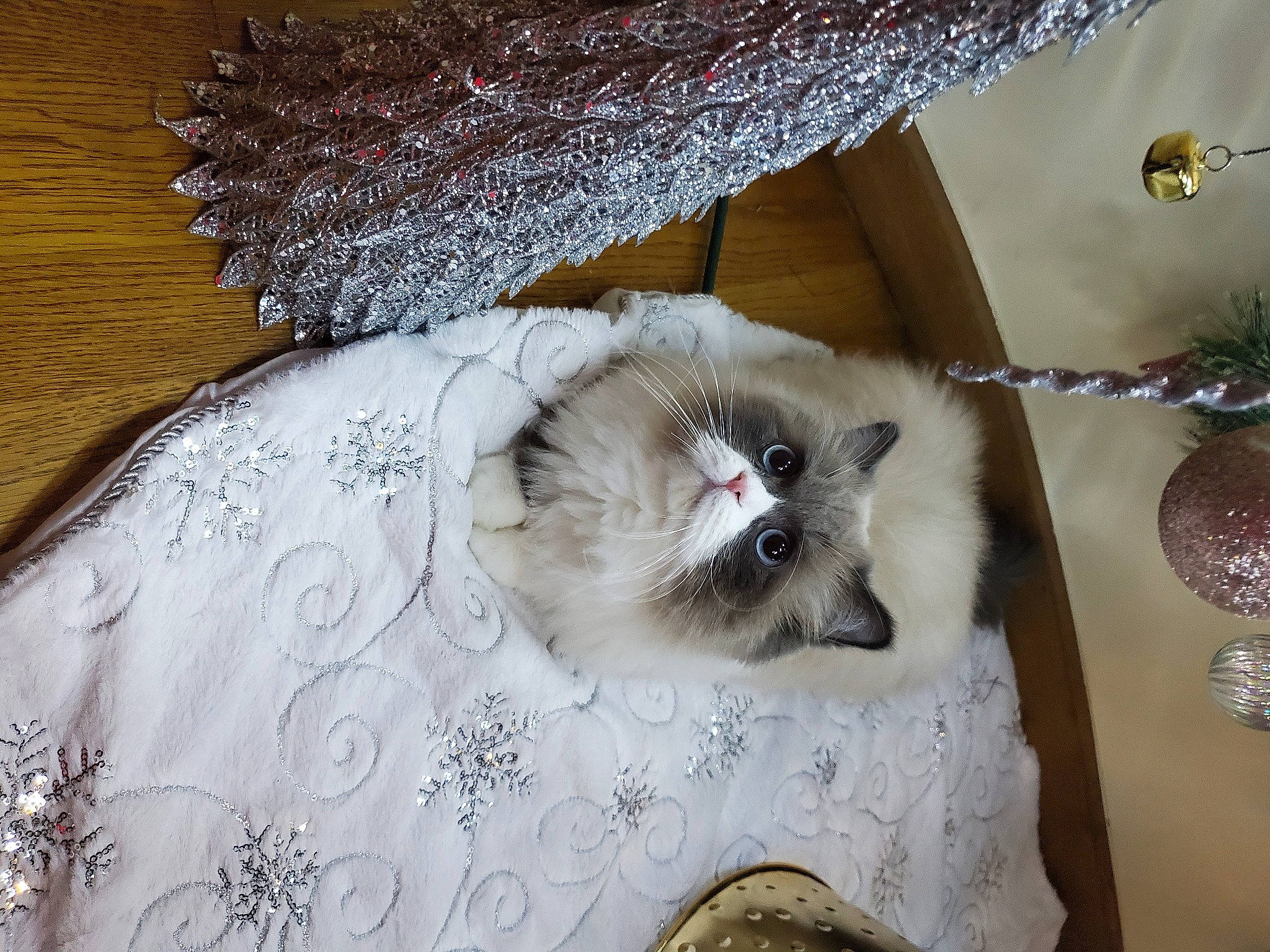 Brittle joined the competition — help win amazing prizes! balinese, birman, carnivore, cat, companion_dog, domestic_short_haired_cat, fawn, felidae, fur, kitchen_utensil, linens, paw, siamese, small_to_medium_sized_cats, table, tail, thai, whiskers