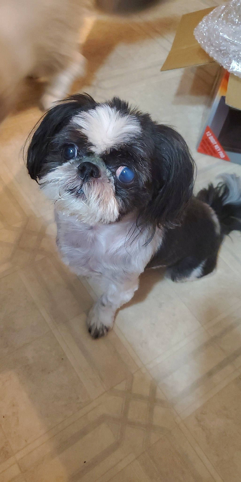 Mojito is registered to the contest to win money with this photo: canidae, carnivore, companion_dog, dog, dog_breed, eye, fawn, flooring, fur, hardwood, liver, shih_tzu, snout, sporting_group, tableware, terrestrial_animal, tile_flooring, toy_dog, whiskers, wood