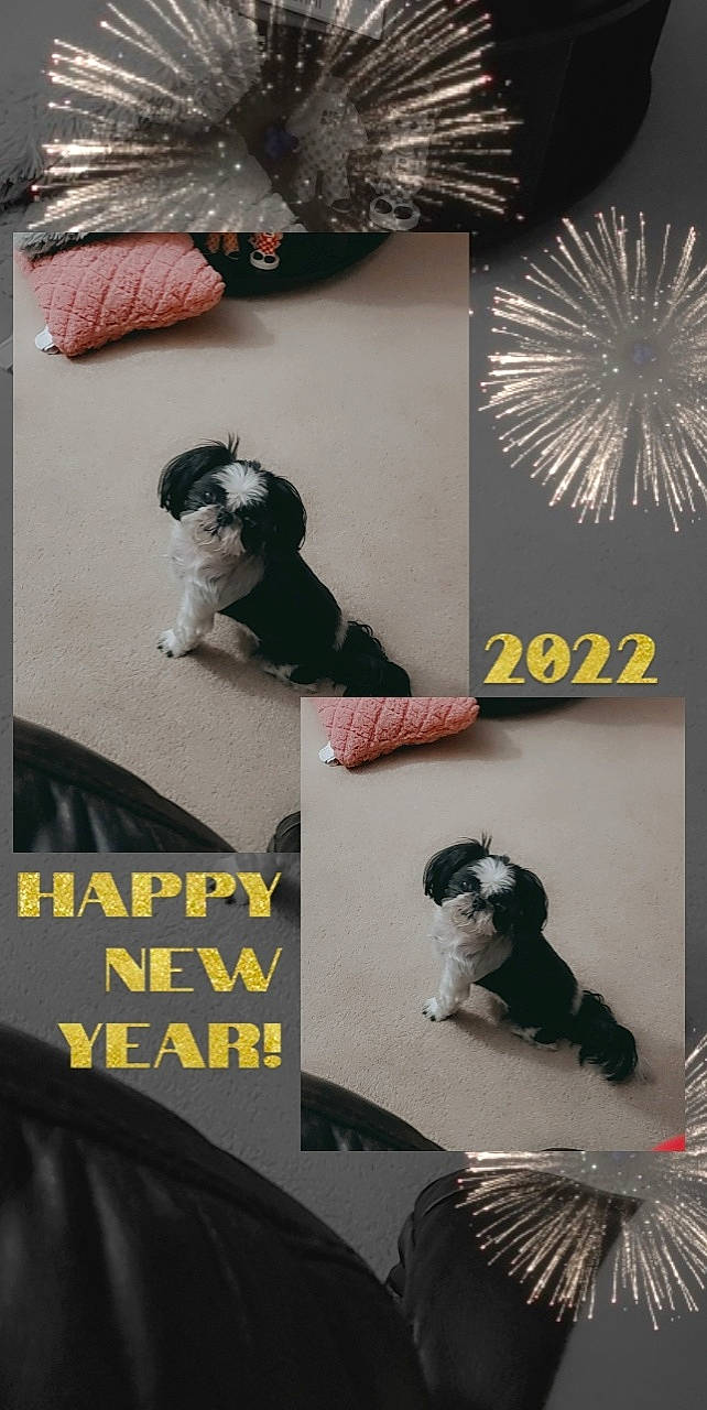 Mojito joined the competition — help win amazing prizes! advertising, art, black, collage, companion_dog, event, font, fur, graphic_design, mammal, photo_caption, photograph, photomontage, rectangle, room, snapshot, sporting_group, vertebrate, visual_arts, white