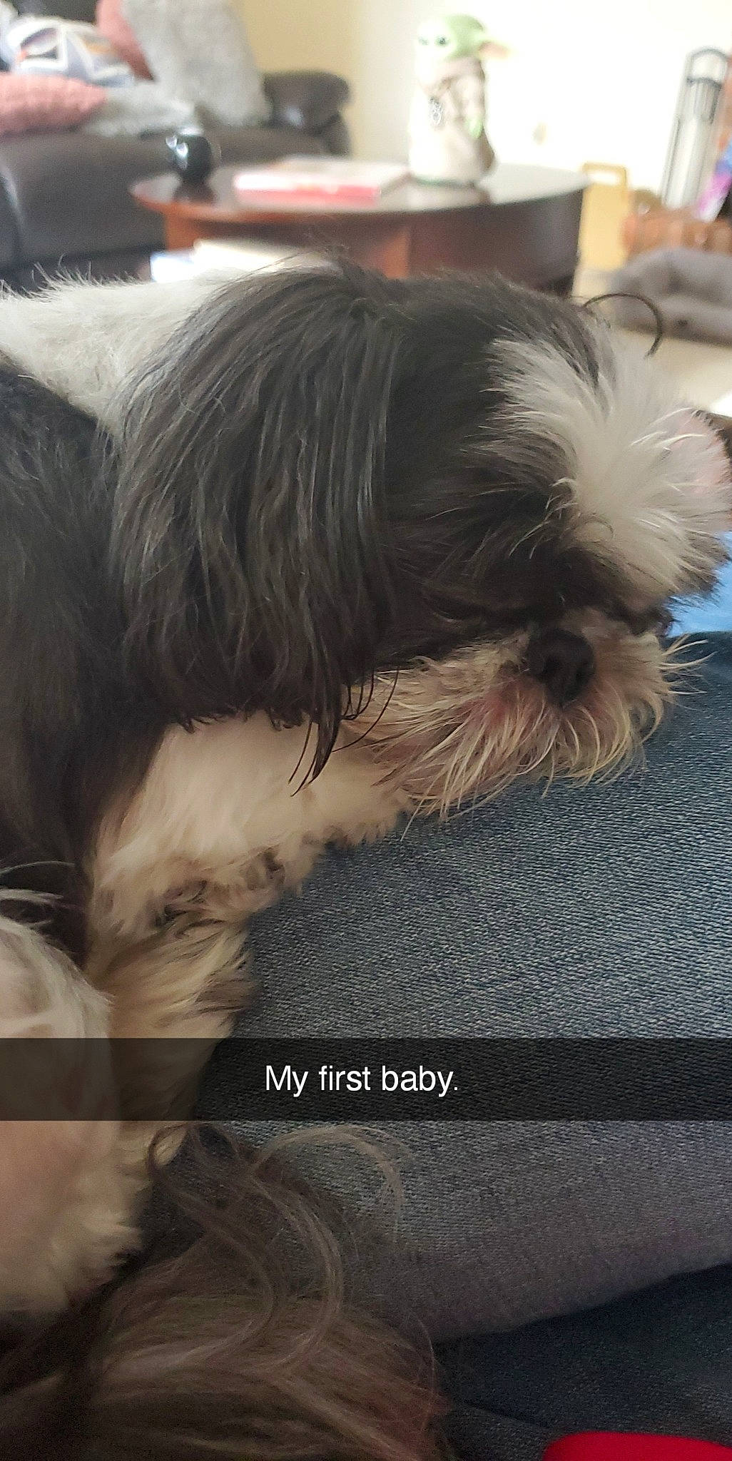 Mojito is registered to the contest to win money with this photo: biewer_terrier, canidae, carnivore, comfort, companion_dog, dog, dog_breed, dog_supply, fur, liver, maltepoo, shih_poo, shih_tzu, small_terrier, snout, sporting_group, terrestrial_animal, terrier, toy_dog, working_animal