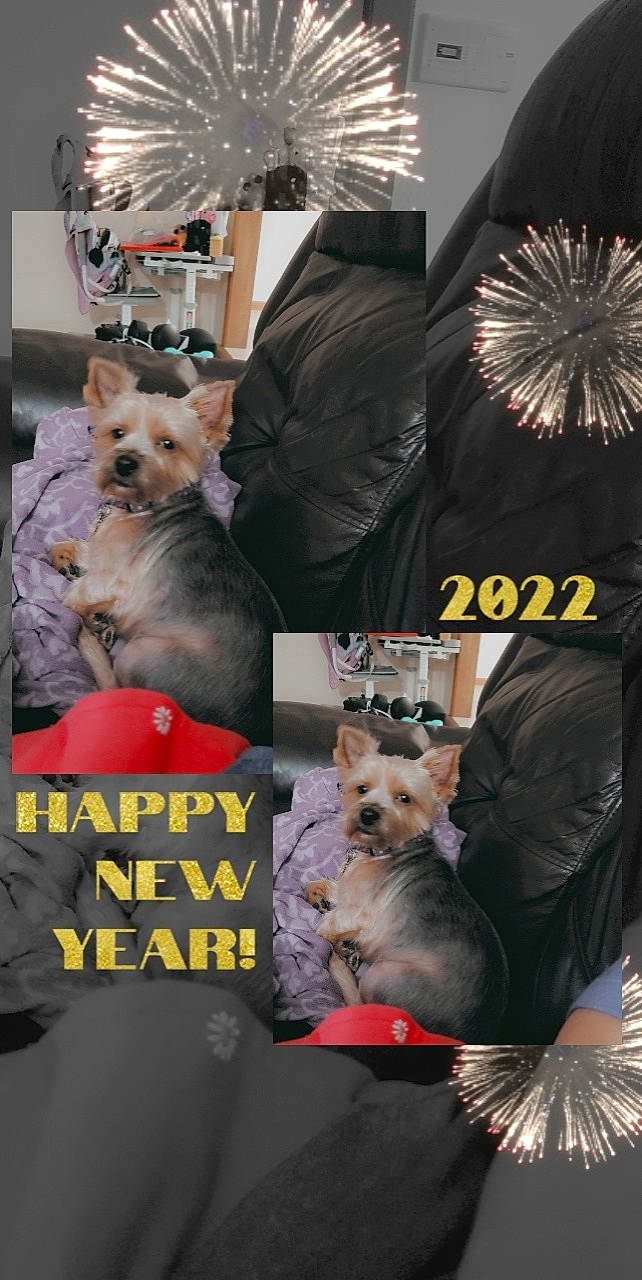 Hailey joined the competition — help win amazing prizes! canidae, carnivore, collage, companion_dog, dog, dog_breed, dog_clothes, dog_supply, event, fawn, felidae, fur, mammal, photo_caption, photograph, snapshot, sporting_group, street_fashion, toy_dog, vertebrate