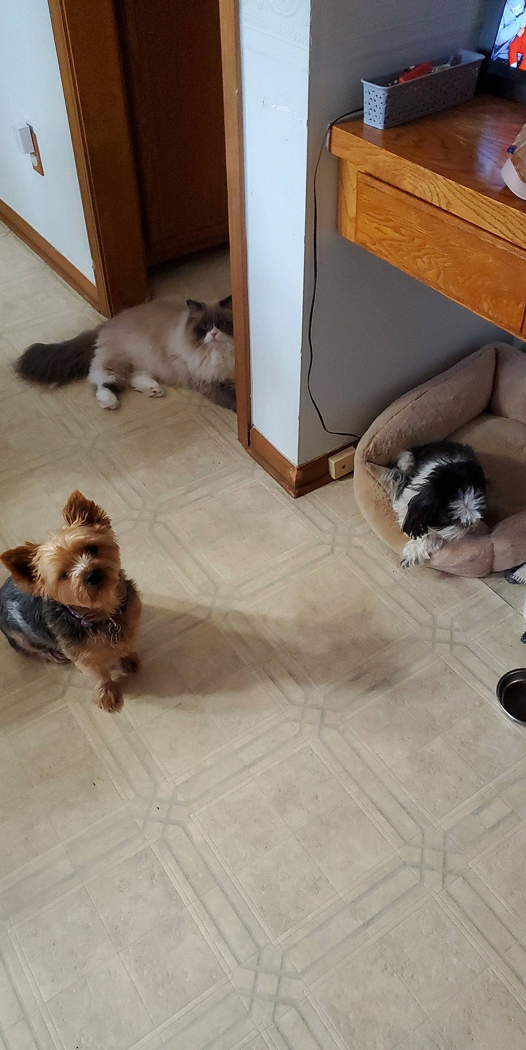 Hailey joined the competition — help win amazing prizes! brown, carnivore, cat, comfort, companion_dog, dog_breed, fawn, felidae, floor, flooring, fur, grey, hardwood, mammal, siamese, small_to_medium_sized_cats, sporting_group, tail, vertebrate, wood