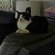 Phoenix joined the competition — help win amazing prizes! animal, black_and_white, cat, couch, curtain, ears, fur, home, indoors, lamp, leather, living_room, lying_down, pet, pillow, portrait, sitting, tuxedo_cat, whiskers, wide_eyes