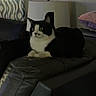 cat, black_and_white, tuxedo_cat, pet, animal, indoors, living_room, couch, leather, sitting, lying_down, wide_eyes, ears, whiskers, fur, lamp, curtain, pillow, home, portrait