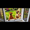dogs, dog, animals, pets, canines, two_dogs, window, open_window, garden, flowers, grass, outdoors, sunlight, portrait, curious, standing, looking_at_camera, brown_dog, fawn_dog, home