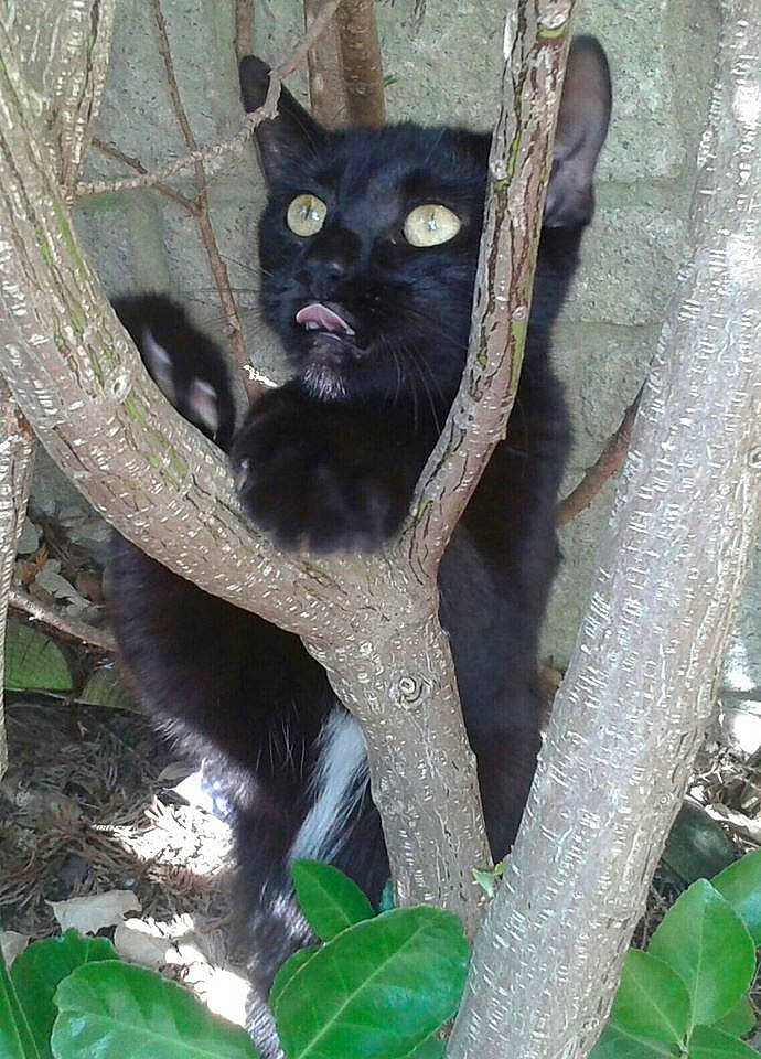 Ratty joined the competition — help win amazing prizes! black_cat, bombay, branch, carnivore, cat, domestic_short_haired_cat, fawn, felidae, fur, plant, small_to_medium_sized_cats, snout, tail, terrestrial_animal, terrestrial_plant, tree, trunk, twig, whiskers, wildlife