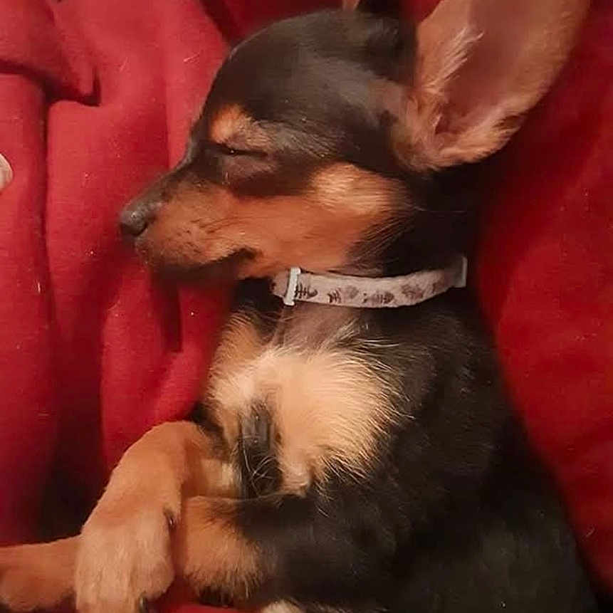 Bella Diesel