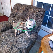 Bella Diesel joined the competition — help win amazing prizes! dog, camouflage, armchair, indoor, window, table, pet, small_dog, furniture, carpet, door, blending_in, costume, animal, home, living_room, curtain, light, domestic, cute