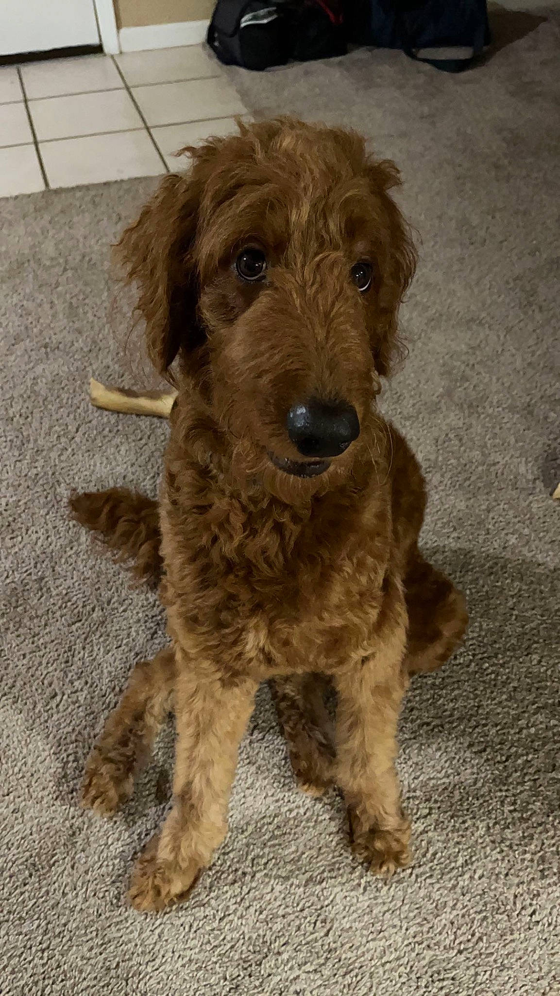 Graham joined the competition — help win amazing prizes! canidae, carnivore, companion_dog, dog, dog_breed, flooring, fur, liver, small_terrier, snout, soil, sporting_group, tail, terrestrial_animal, terrier, toy_dog, water_dog, working_animal, working_terrier