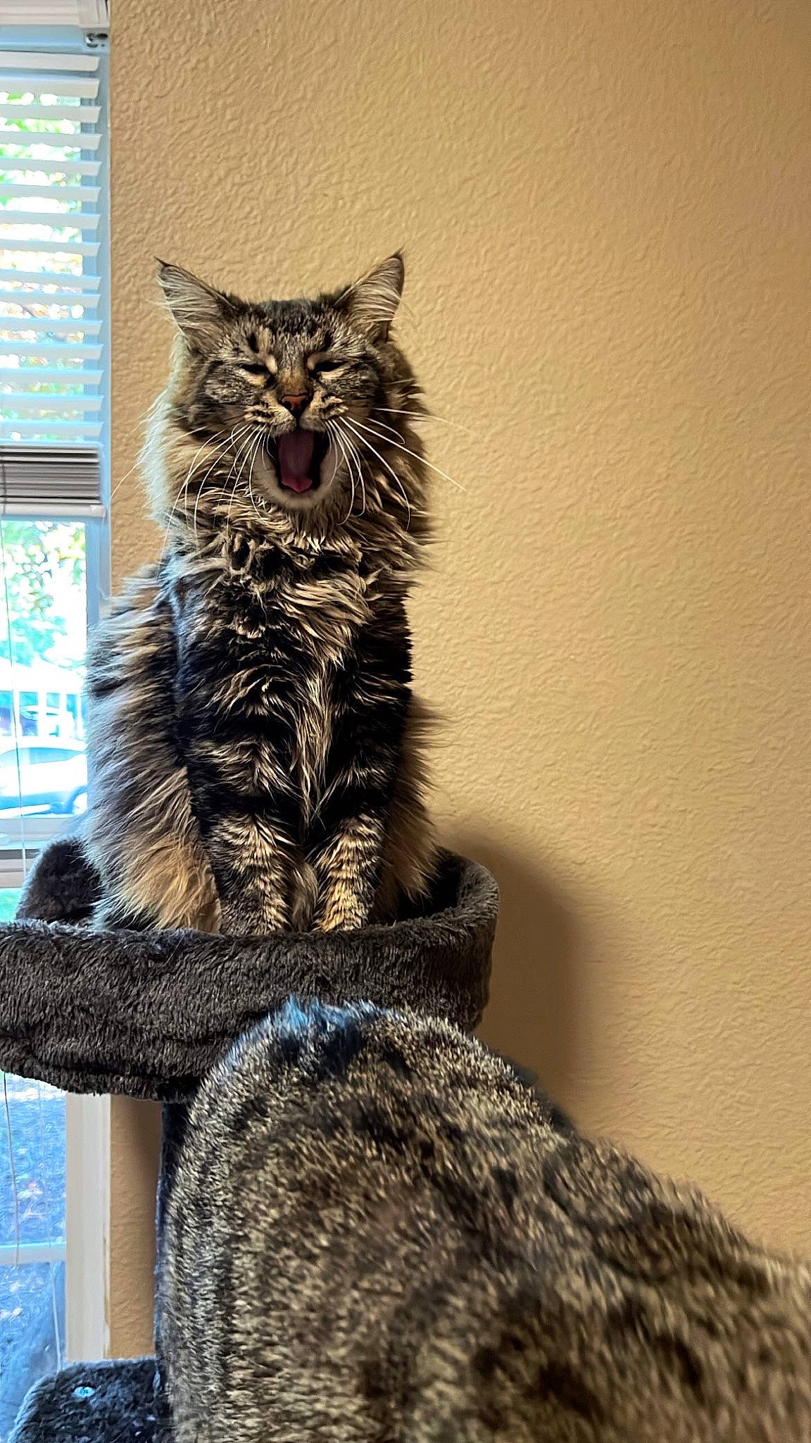 Heather is registered to the contest to win money with this photo: black_cat, carnivore, cat, claw, domestic_short_haired_cat, felidae, fur, grey, plant, sitting, small_to_medium_sized_cats, snout, tail, tree, whiskers, window, window_blind, winter, wood