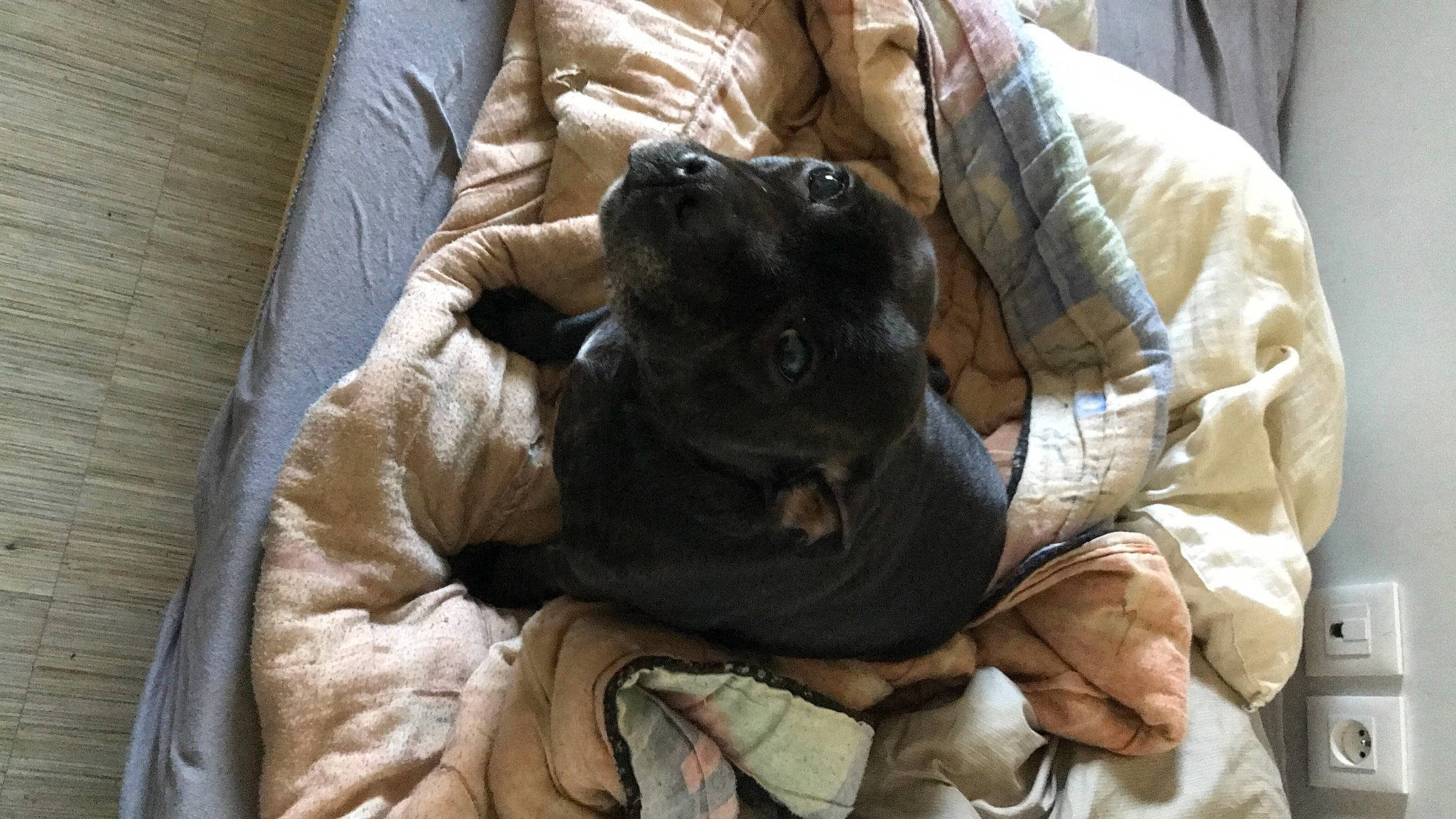 Liberty a rejoint le concours — aidez-le/la à gagner de superbes lots ! carnivore, comfort, companion_dog, couch, dog, dog_breed, ear, fawn, felidae, fur, linens, liver, small_to_medium_sized_cats, snout, sporting_group, toy_dog, whiskers, wood, working_animal, wrinkle