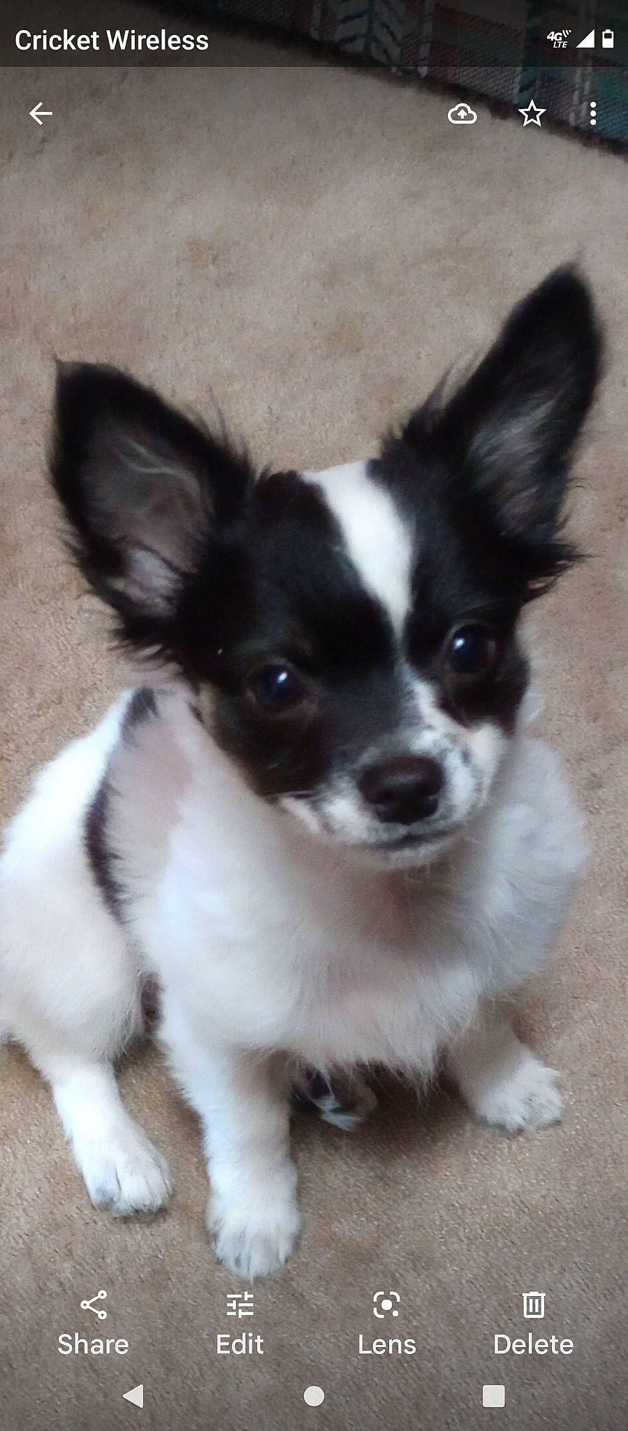 Ava Gail is registered to the contest to win money with this photo: canidae, carnivore, companion_dog, dog, dog_breed, dog_supply, door, eye, fur, non_sporting_group, puppy, snout, sporting_group, tail, terrestrial_animal, toy_dog, whiskers, working_animal, working_dog