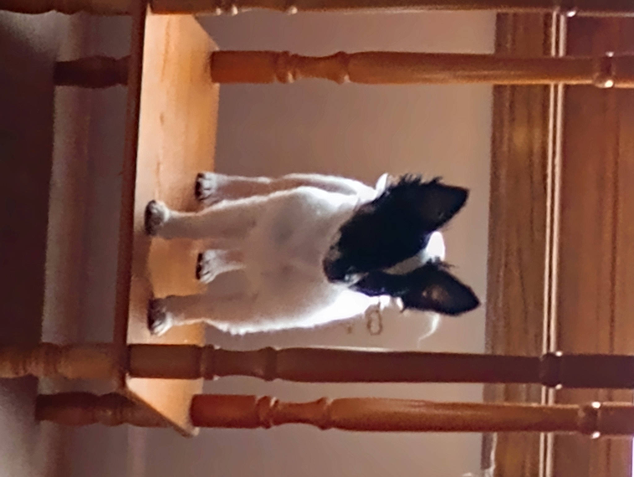 Ava Gail is registered to the contest to win money with this photo: canidae, carnivore, cat, companion_dog, dog_breed, door, fawn, felidae, flooring, fur, hardwood, room, small_to_medium_sized_cats, sporting_group, tail, whiskers, window, wood