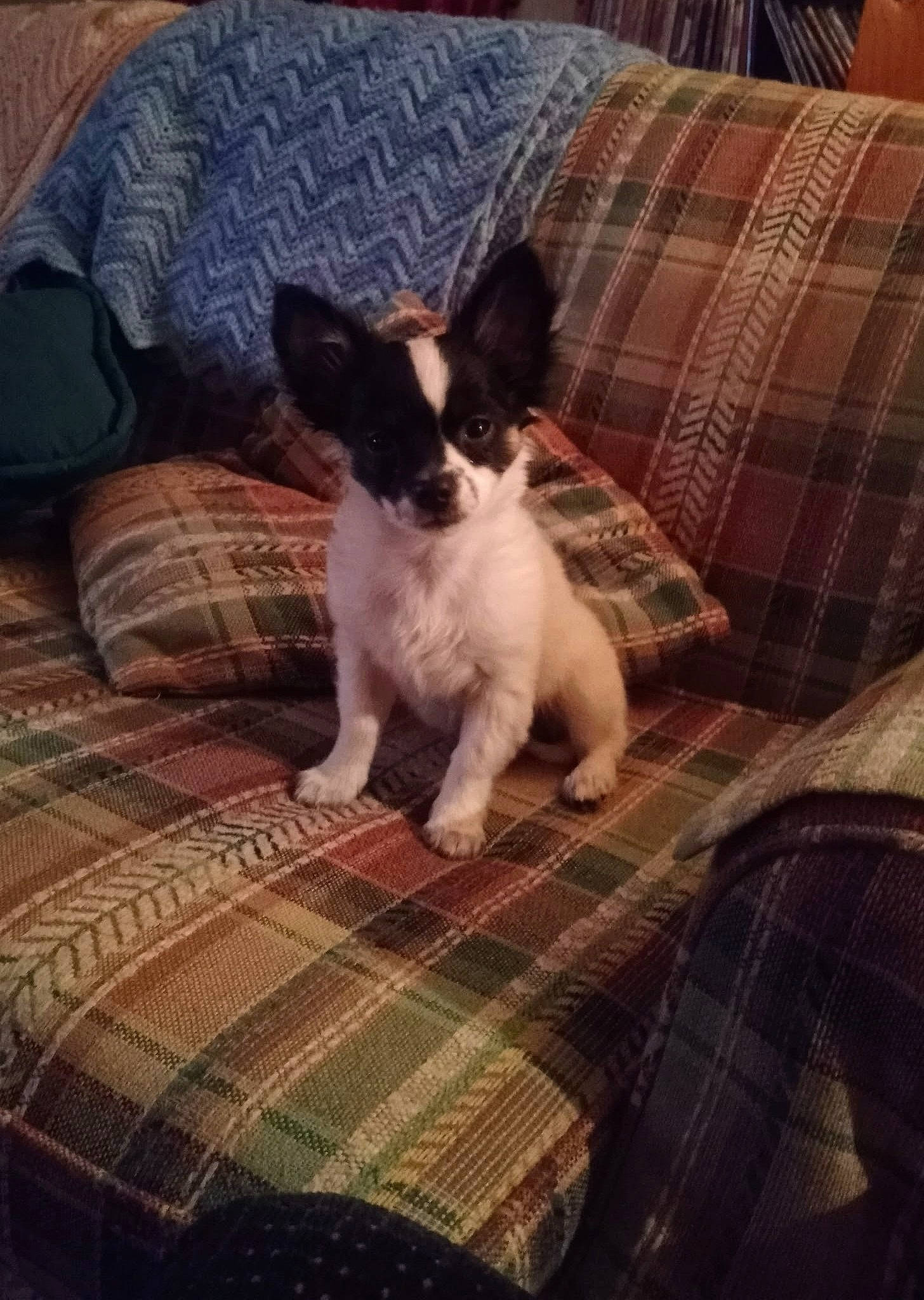 Avagail is registered to the contest to win money with this photo: carnivore, cloud, comfort, companion_dog, couch, dog, dog_breed, fawn, felidae, furniture, linens, pattern, pillow, plaid, snout, tartan, terrier, toy_dog, wood, working_animal