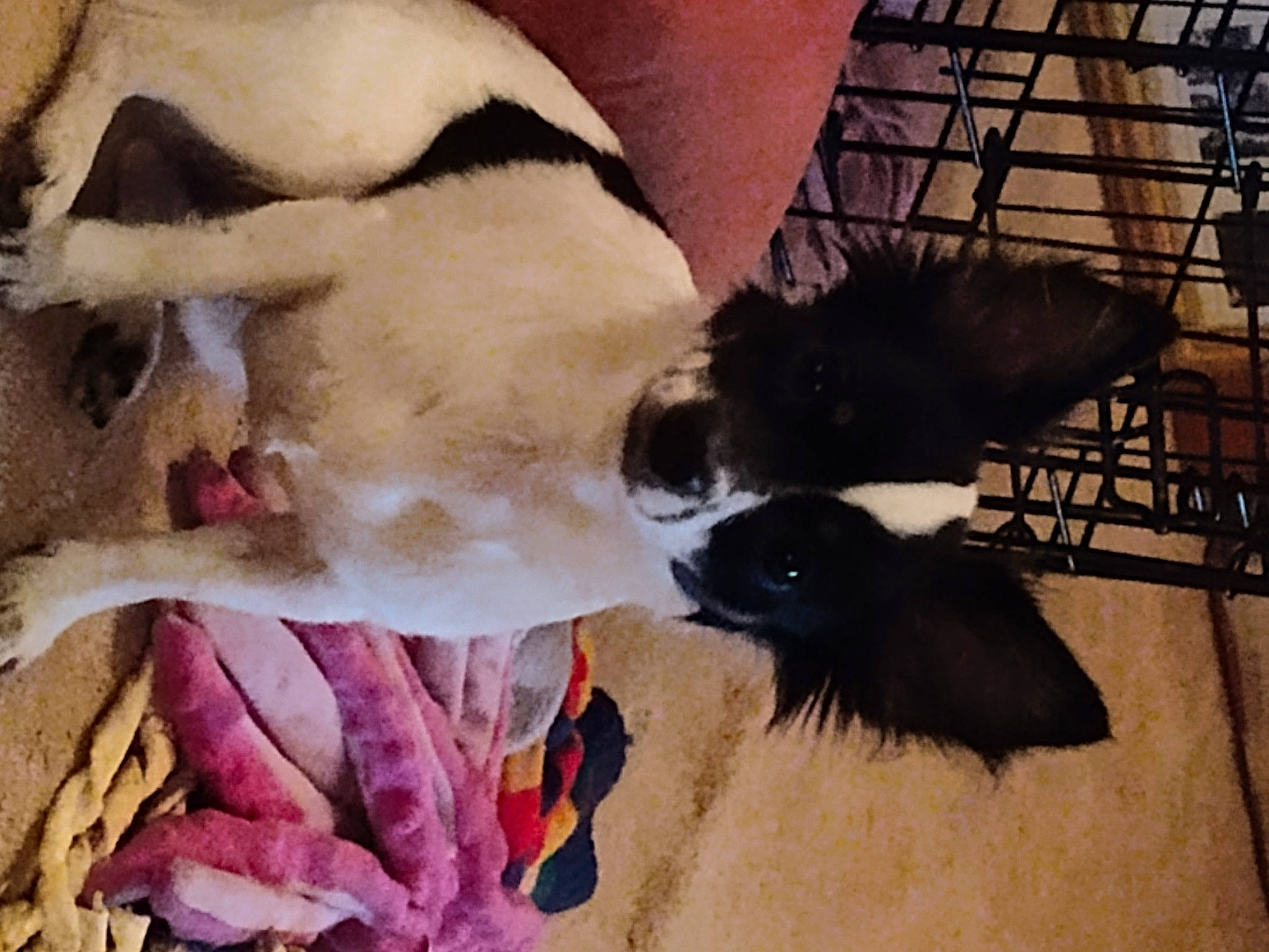 Avagail is registered to the contest to win money with this photo: art, carmine, carnivore, companion_dog, dog, dog_breed, eyelash, fawn, feather, fur, linens, magenta, mammal, paint, painting, petal, tail, vertebrate, visual_arts, working_animal