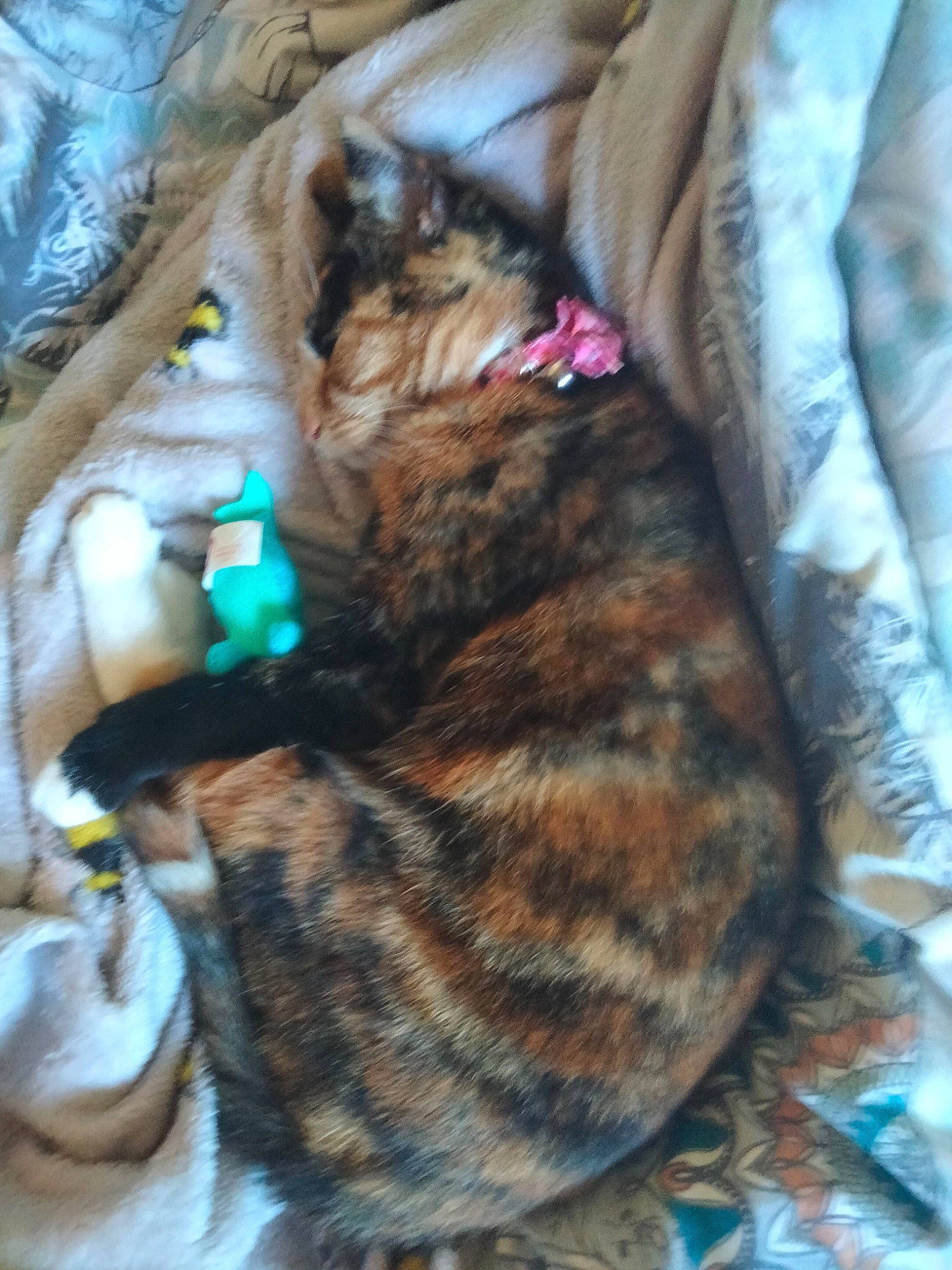 Jaffy Cat is registered to the contest to win money with this photo: brown, carnivore, cat, claw, comfort, companion_dog, dog_breed, domestic_short_haired_cat, fawn, felidae, fur, linens, pattern, paw, small_to_medium_sized_cats, tail, terrestrial_animal, textile, tree, whiskers