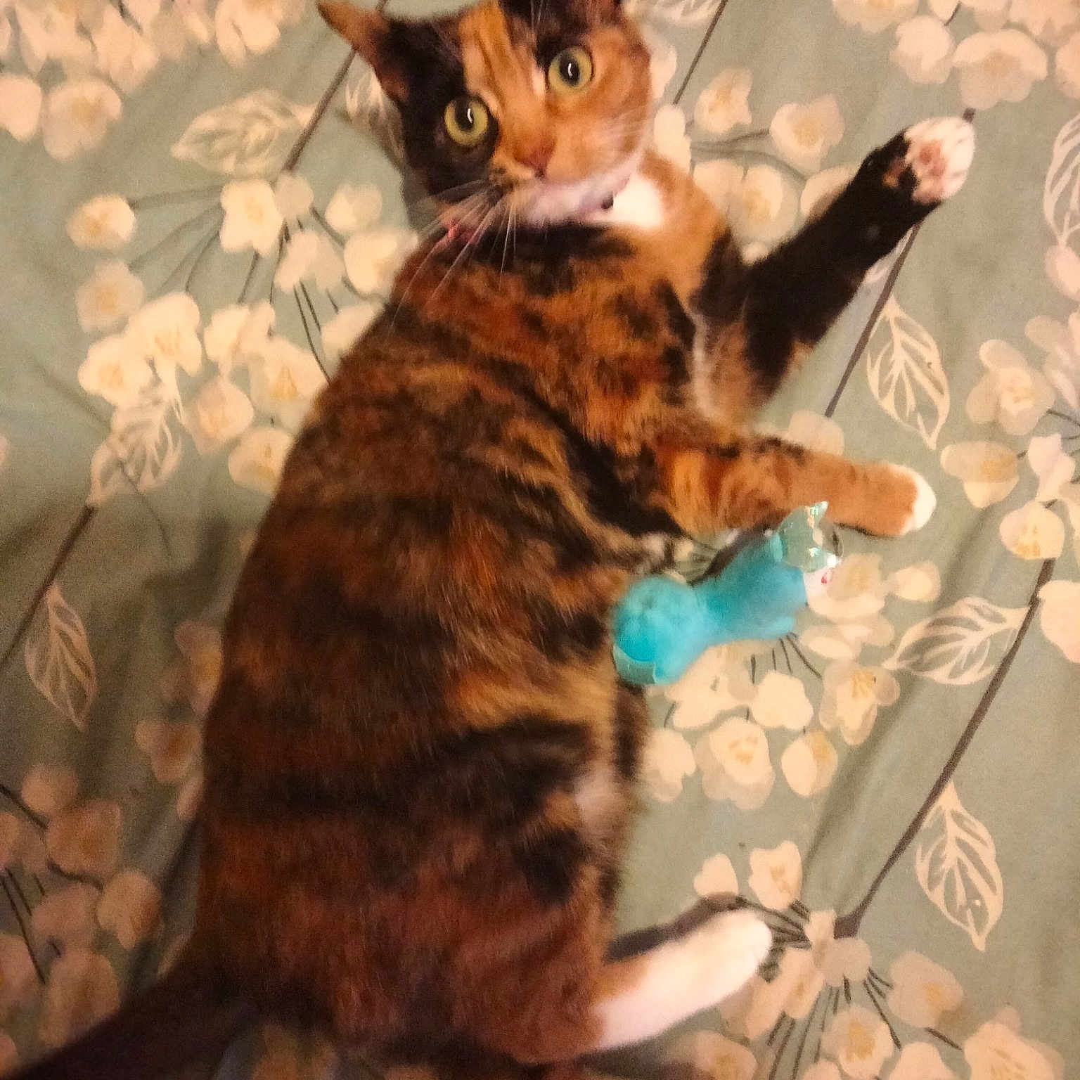 Jaffy Cat