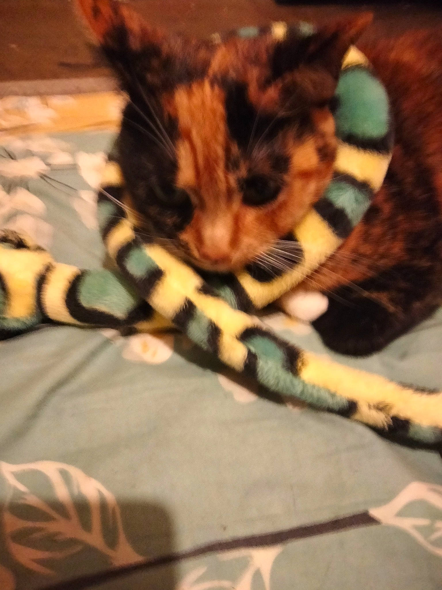 Jaffy Cat is registered to the contest to win money with this photo: bed, bedding, carnivore, cat, claw, comfort, domestic_short_haired_cat, fawn, felidae, fur, human_leg, linens, metal, pattern, paw, room, small_to_medium_sized_cats, tail, terrestrial_animal, whiskers