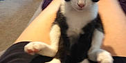 Jellybean joined the competition — help win amazing prizes! kitten, cat, black_and_white, sitting, legs, lap, indoor, carpet, furniture, person, blurred, paw, tail, relaxed, cute, pet, domestic_animal, animal, resting, casual