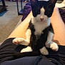kitten, cat, black_and_white, sitting, legs, lap, indoor, carpet, furniture, person, blurred, paw, tail, relaxed, cute, pet, domestic_animal, animal, resting, casual