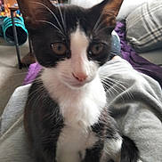 Jellybean is registered to the contest to win money with this photo: cat, kitten, tuxedo_cat, pet, indoor, lap, black_and_white, whiskers, fur, eyes, ears, couch, blanket, living_room, television, furniture, person, relaxed, cute, animal