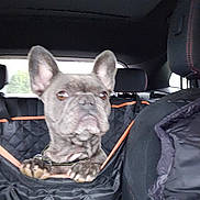 Vayna participe au concours pour gagner de l'argent avec cette photo : dog, french_bulldog, car_interior, car_seat, pet, animal, black, quilted_cover, seat_cover, leash, ears, paws, window, headrest, vehicle, transportation, brown_eyes, curious, pet_safety, travel