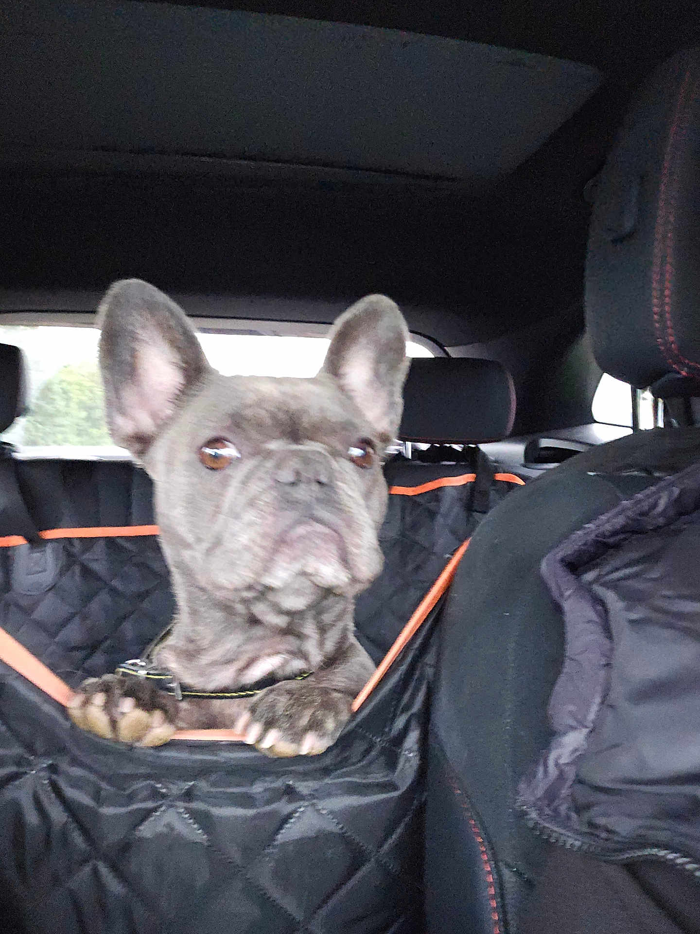 Vayna participe au concours pour gagner de l'argent avec cette photo : dog, french_bulldog, car_interior, car_seat, pet, animal, black, quilted_cover, seat_cover, leash, ears, paws, window, headrest, vehicle, transportation, brown_eyes, curious, pet_safety, travel