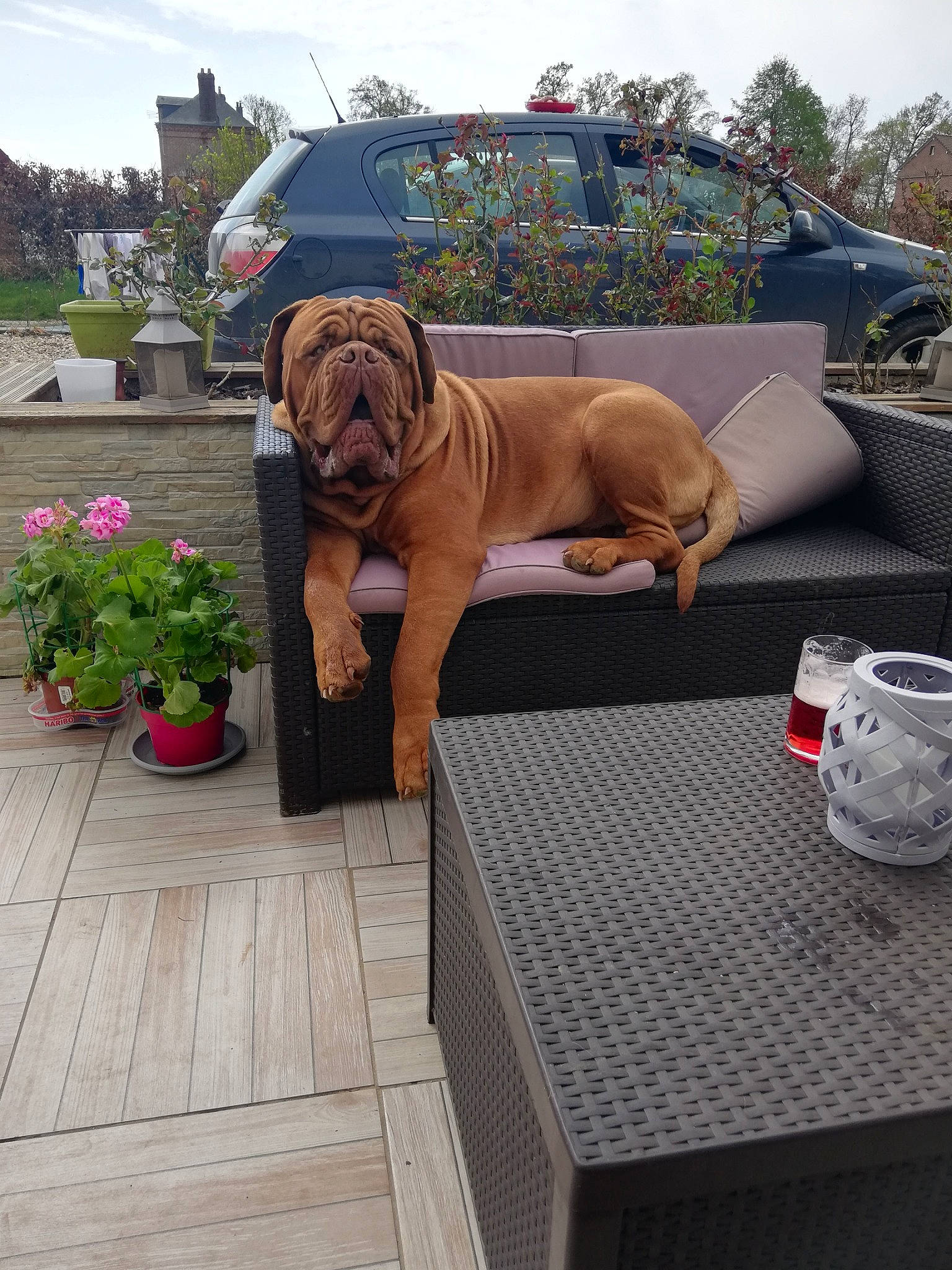 Preston participe au concours pour gagner de l'argent avec cette photo : canidae, carnivore, companion_dog, dog, dog_breed, dogue_de_bordeaux, fawn, guard_dog, korean_mastiff, molosser, non_sporting_group, shar_pei, sporting_group, working_dog