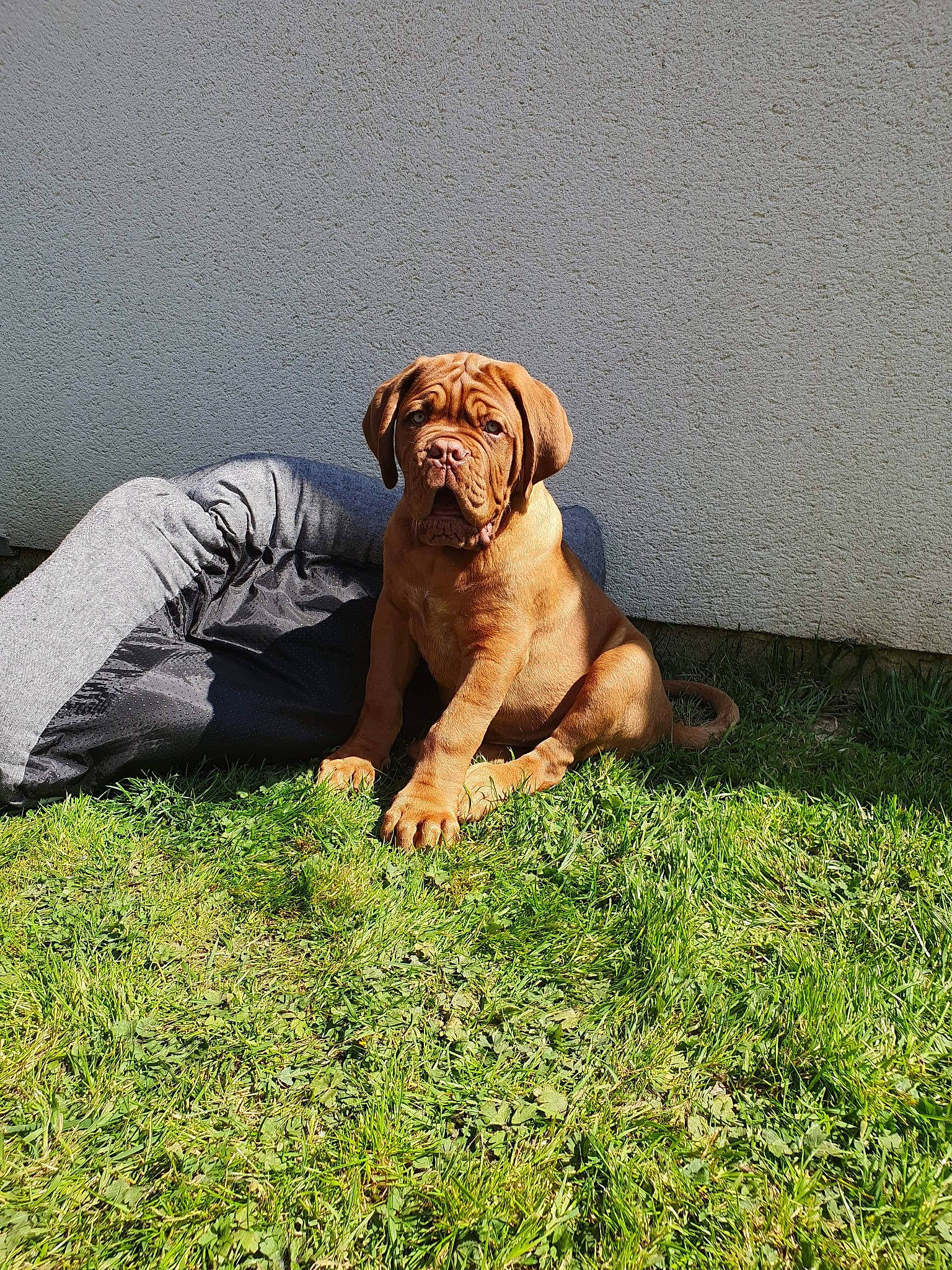 Preston participe au concours pour gagner de l'argent avec cette photo : canidae, carnivore, companion_dog, dog, dog_breed, dogue_de_bordeaux, fawn, guard_dog, korean_mastiff, mammal, neapolitan_mastiff, shar_pei, sporting_group, tosa, vertebrate, working_dog