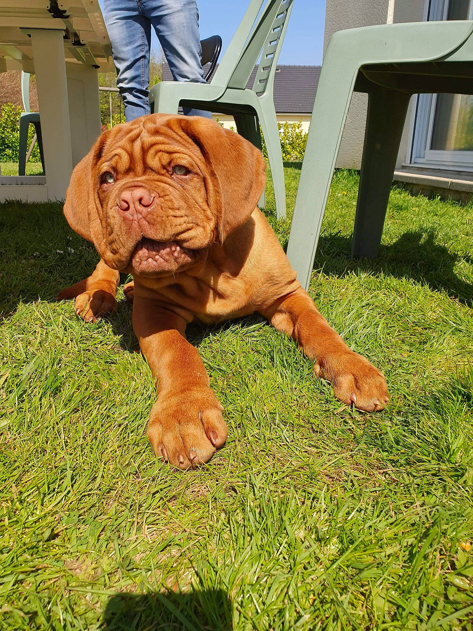 Preston a rejoint le concours — aidez-le/la à gagner de superbes lots ! canidae, carnivore, companion_dog, dog, dog_breed, dogue_de_bordeaux, fawn, grass, guard_dog, korean_mastiff, lawn, mammal, molosser, neapolitan_mastiff, puppy, rare_breed_dog, sporting_group, vertebrate, working_dog, wrinkle