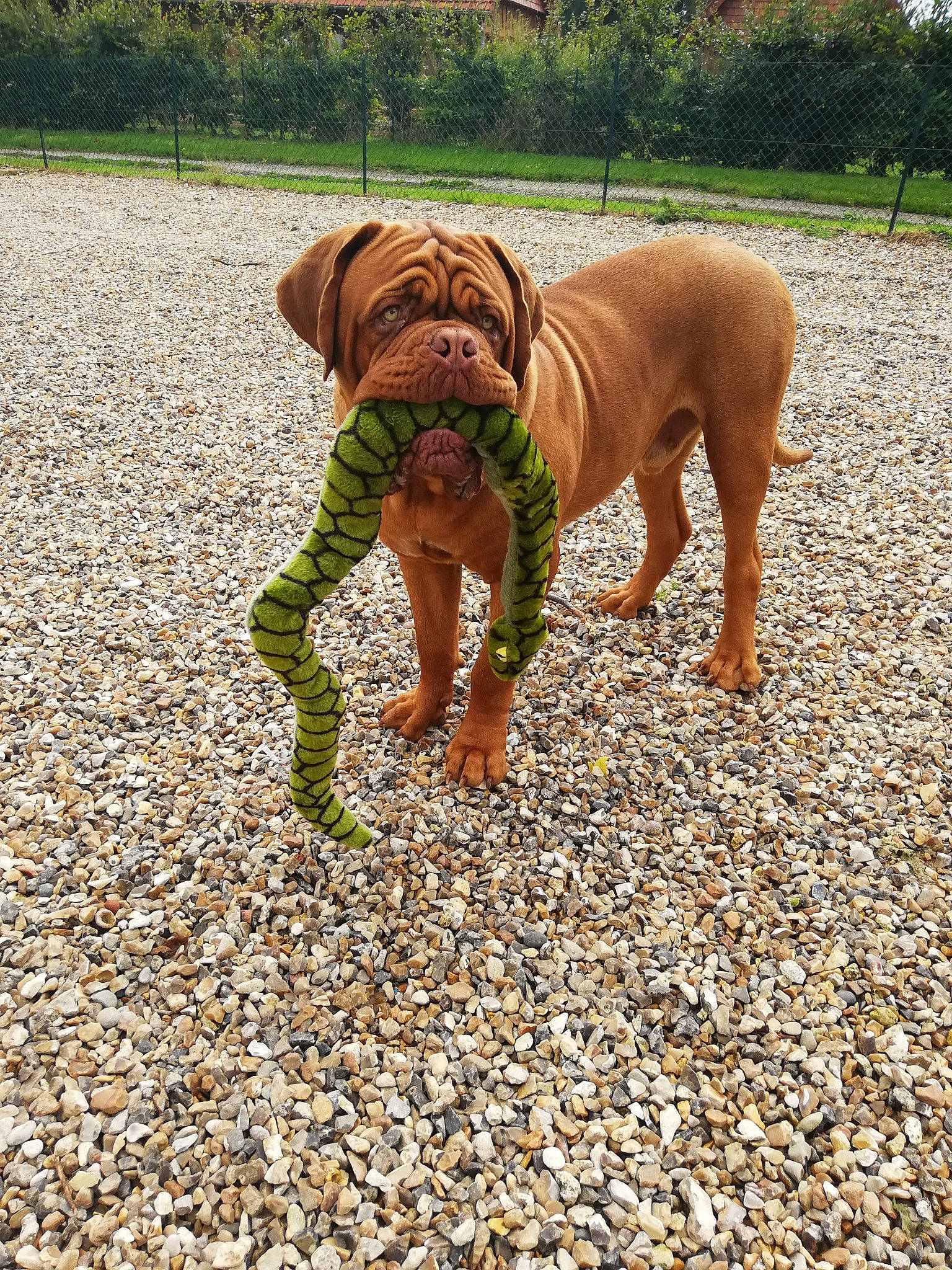 Preston a rejoint le concours — aidez-le/la à gagner de superbes lots ! bullmastiff, canidae, carnivore, dog, dog_breed, dogue_de_bordeaux, english_mastiff, fawn, guard_dog, korean_mastiff, mammal, molosser, rare_breed_dog, sporting_group, tosa, vertebrate, working_dog
