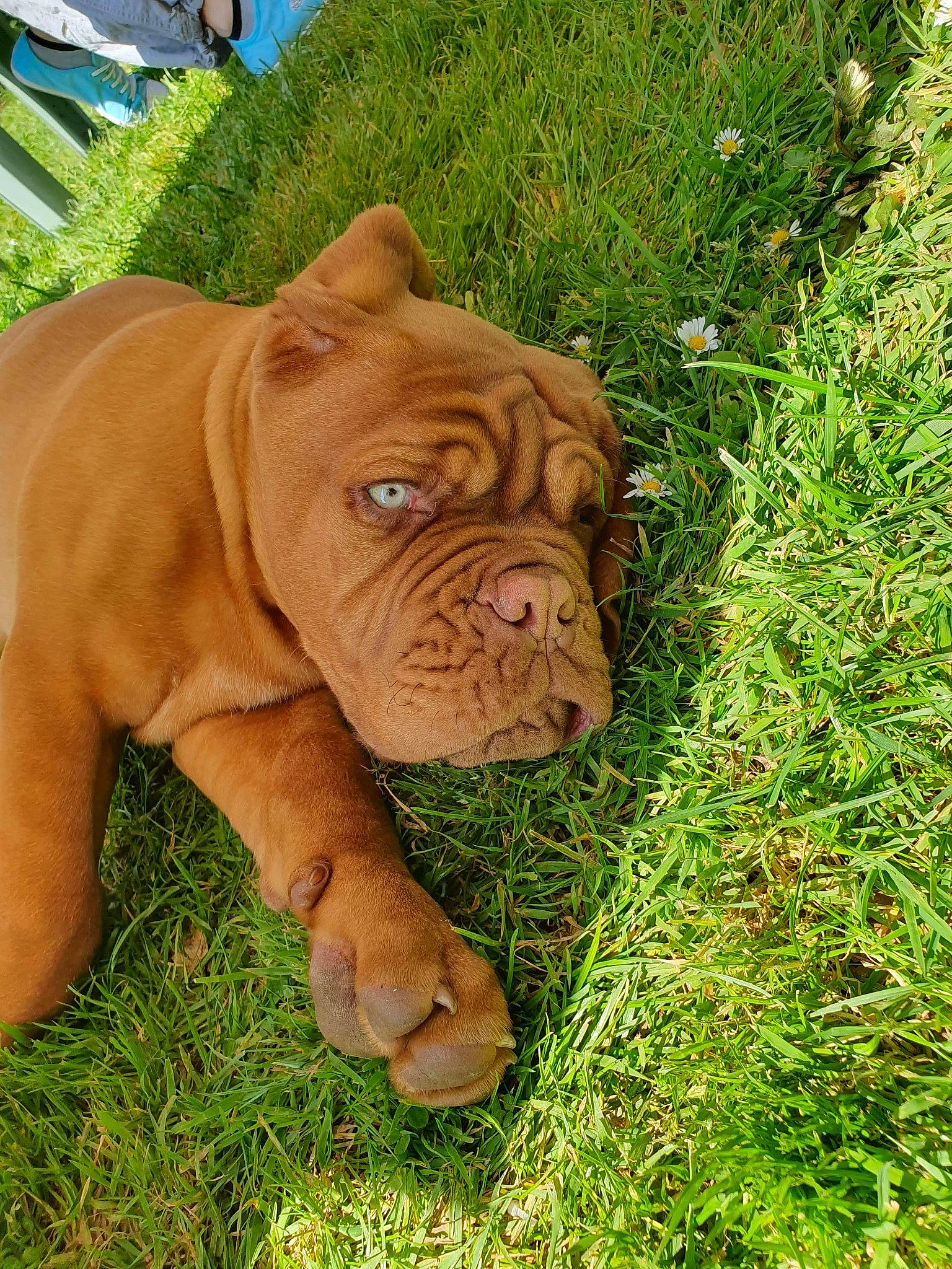 Preston a rejoint le concours — aidez-le/la à gagner de superbes lots ! british_bulldogs, bulldog, canidae, carnivore, companion_dog, dog, dog_breed, dogue_de_bordeaux, fawn, grass, korean_mastiff, mammal, molosser, non_sporting_group, old_english_bulldog, ori_pei, shar_pei, sporting_group, vertebrate, wrinkle