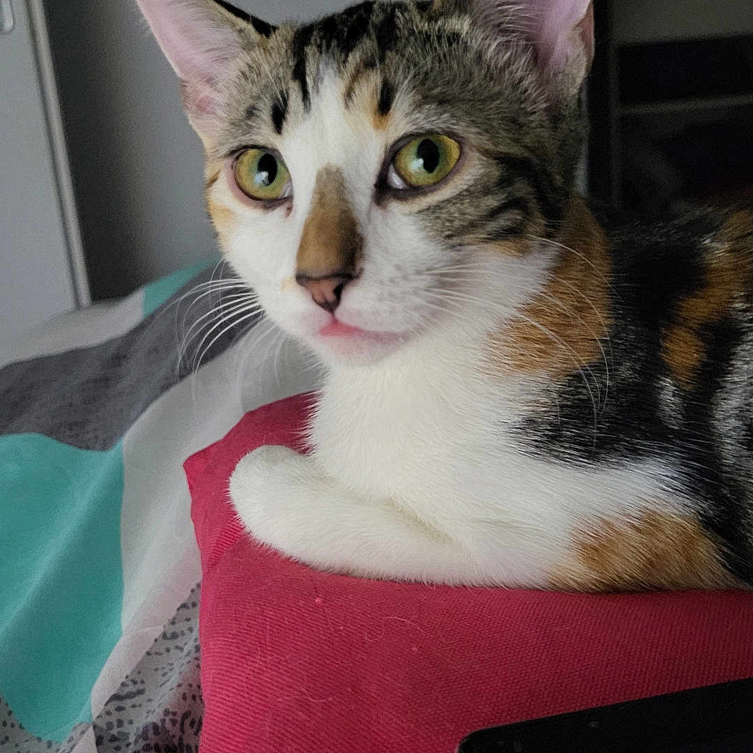 Cannelle