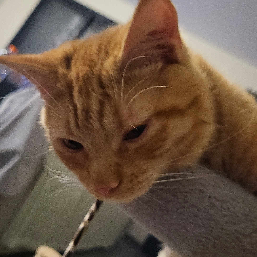 Winnie a rejoint le concours — aidez-le/la à gagner de superbes lots ! abyssinian, accessories, animal, cat, computer, computerhardware, computerkeyboard, electronics, hardware, homedecor, kitten, laptop, manx, monitor, pc, pet, screen, siamese, strap, tv