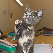 Yara a rejoint le concours — aidez-le/la à gagner de superbes lots ! kitten, cat, indoor, table, pencil, color_pencils, art_supplies, wooden_table, curious, playful, pet, feline, gray_cat, white_paw, standing, paw_raised, background_blur, domestic_animal, young_animal, closeup