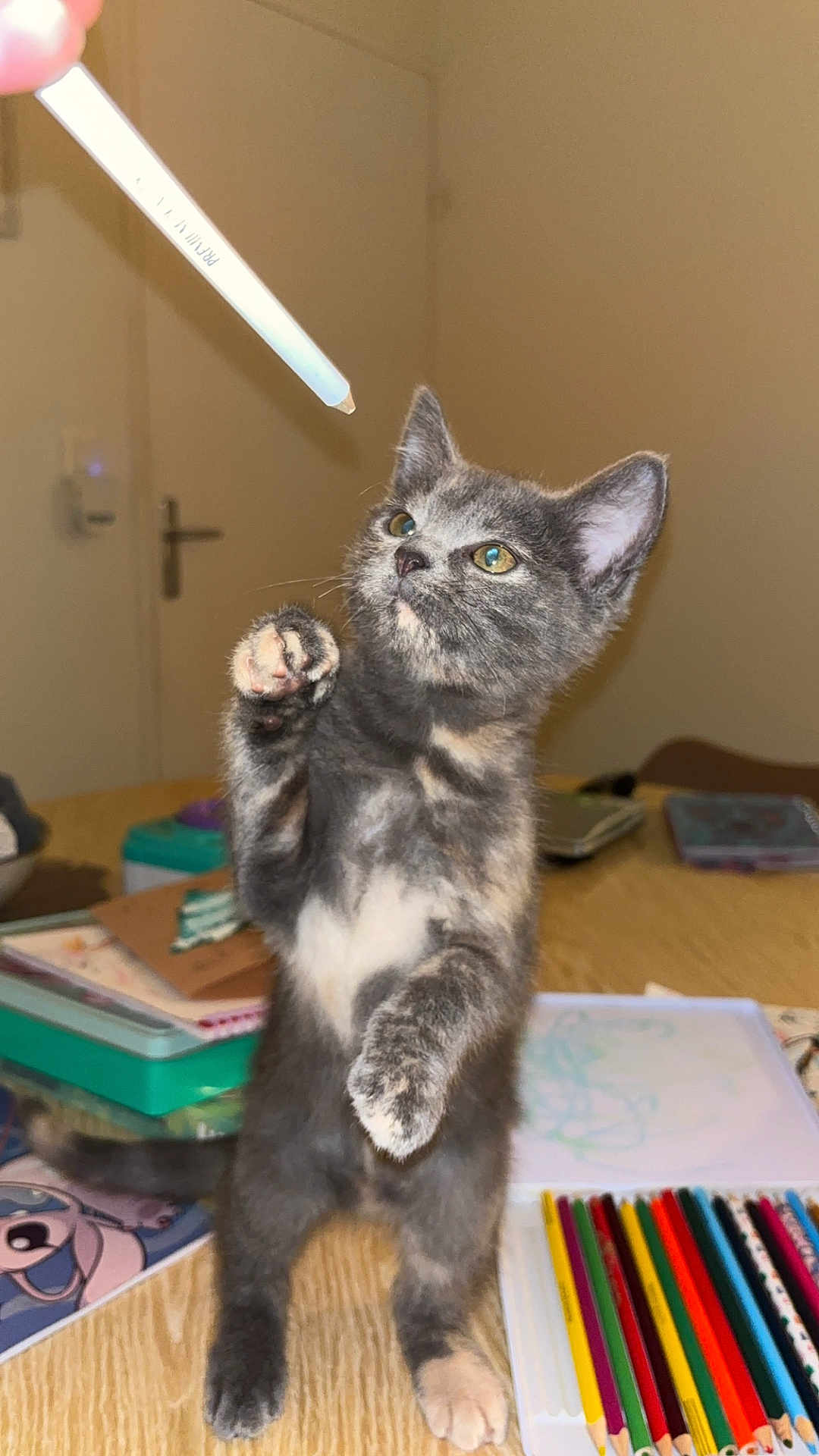 Yara a rejoint le concours — aidez-le/la à gagner de superbes lots ! kitten, cat, indoor, table, pencil, color_pencils, art_supplies, wooden_table, curious, playful, pet, feline, gray_cat, white_paw, standing, paw_raised, background_blur, domestic_animal, young_animal, closeup