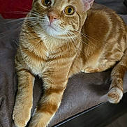 Rocky is registered to the contest to win money with this photo: animal, cat, curious, cute, domestic, ears, eyes, feline, flooring, fur, indoor, laying, orange_tabby, paws, pet, portrait, red_rug, relaxed, soft_surface, whiskers