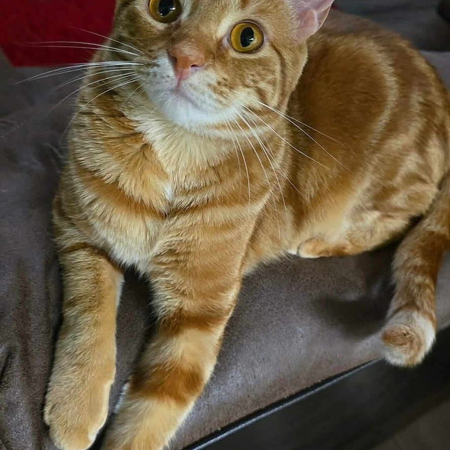 Rocky