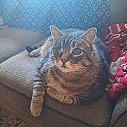 Hunter joined the competition — help win amazing prizes! cat, tabby, one-eyed, pet, indoor, couch, blanket, patterned_curtain, natural_light, furniture, cozy, relaxed, whiskers, fur, animal, domestic_cat, living_room, textured_surface, curiosity, resting