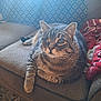 cat, tabby, one-eyed, pet, indoor, couch, blanket, patterned_curtain, natural_light, furniture, cozy, relaxed, whiskers, fur, animal, domestic_cat, living_room, textured_surface, curiosity, resting