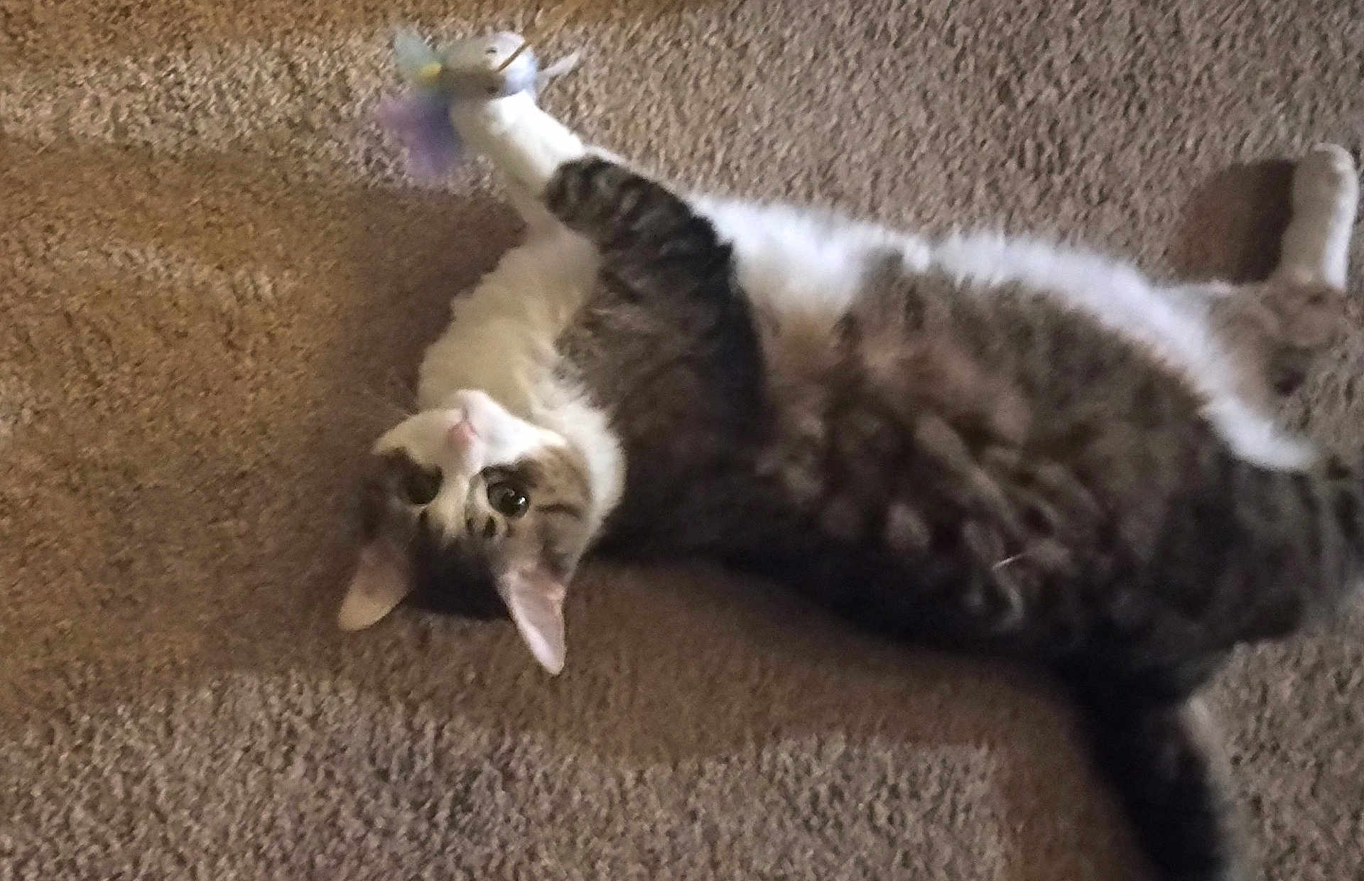 Bella joined the competition — help win amazing prizes! cat, tabby_cat, carpet, toy, feather_toy, pet, indoor, playful, fur, whiskers, paw, lying_down, curious, animal, mammal, cute, feline, domestic_cat, relaxed, house_pet